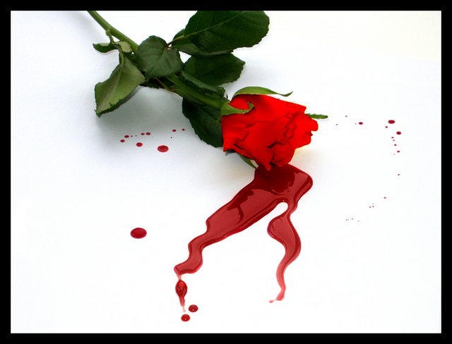 bleeding red rose